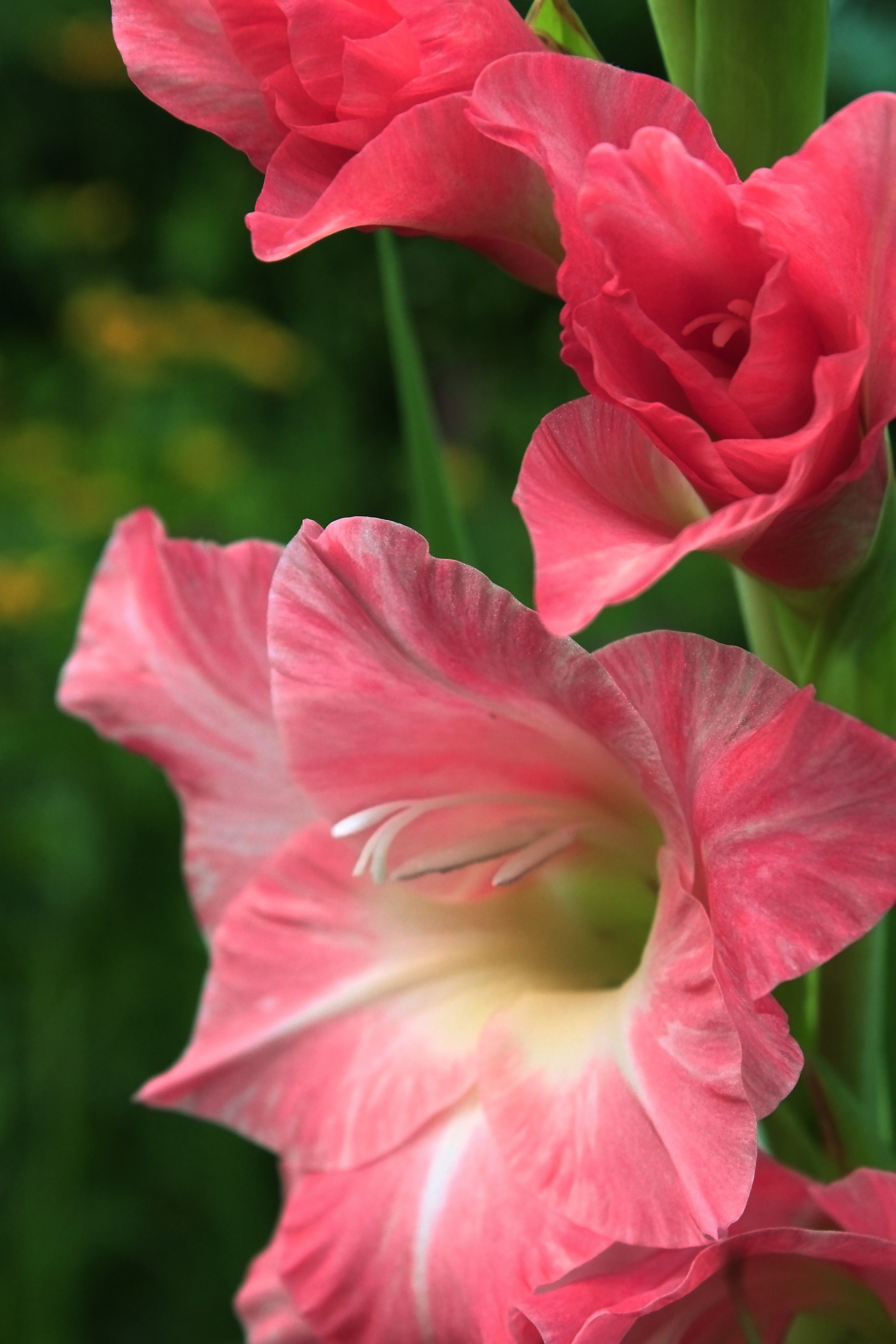 glaïeul belle fleurs