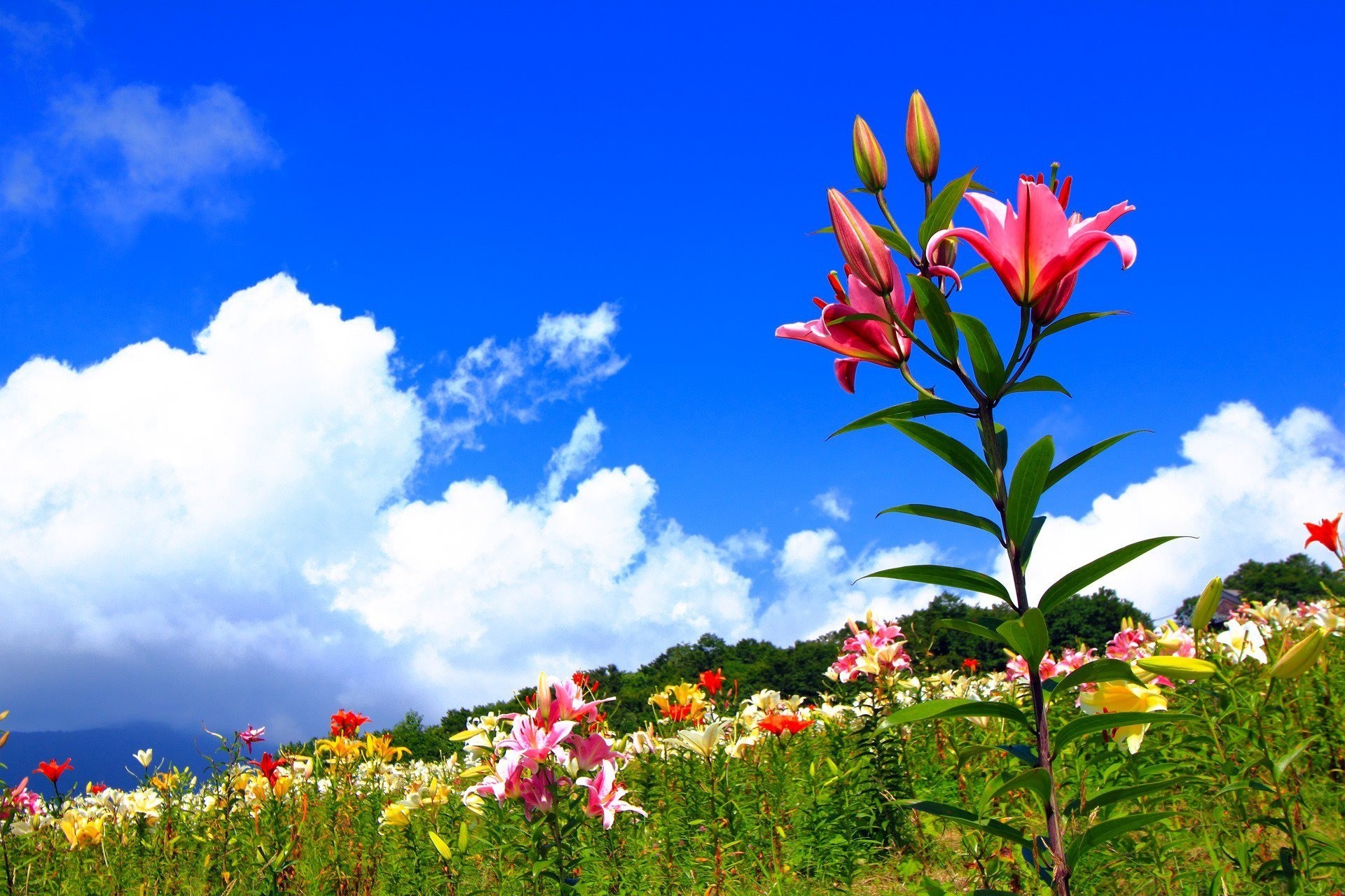 the field sky summer flower