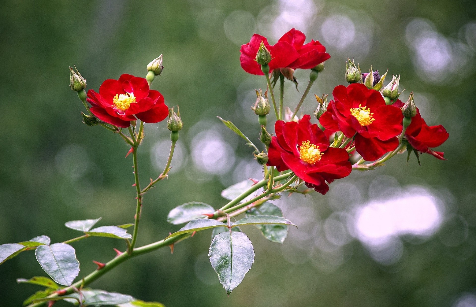 brotes rosas rama