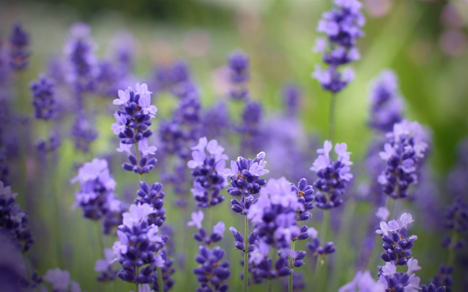 blur flowers blurriness tenderness lilac delicate