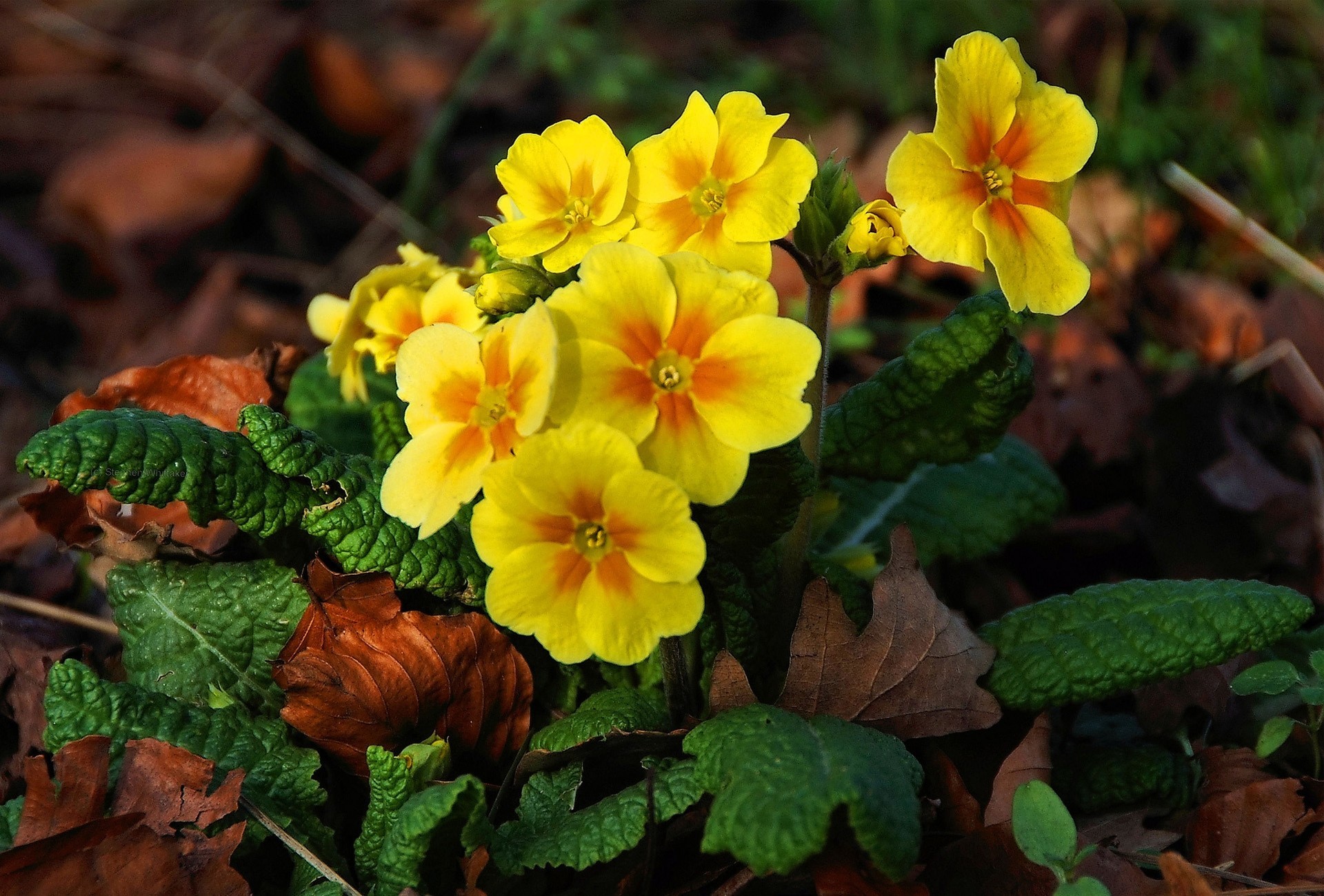 primel erde gelb blumen frühling