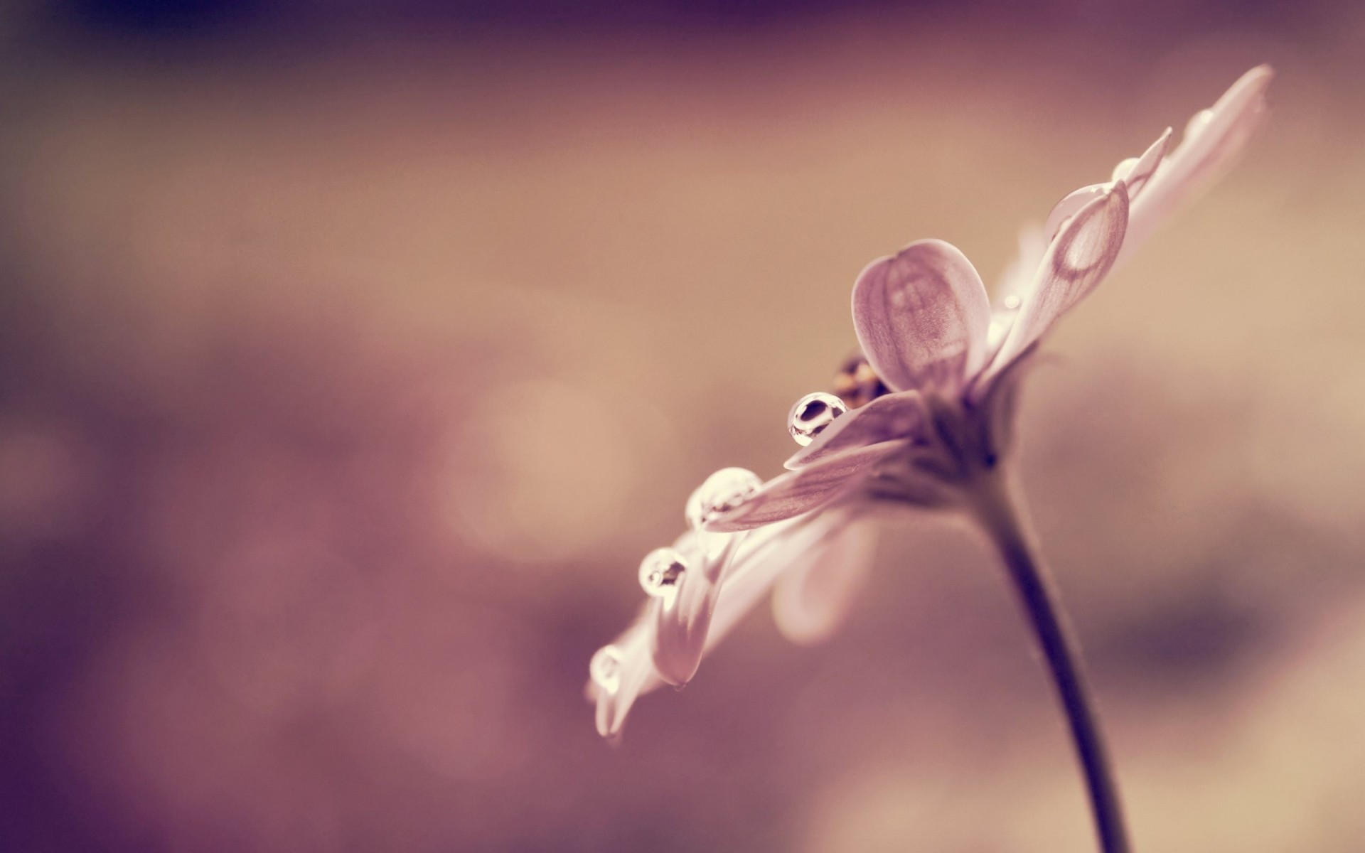 fleur rosée goutte gros plan