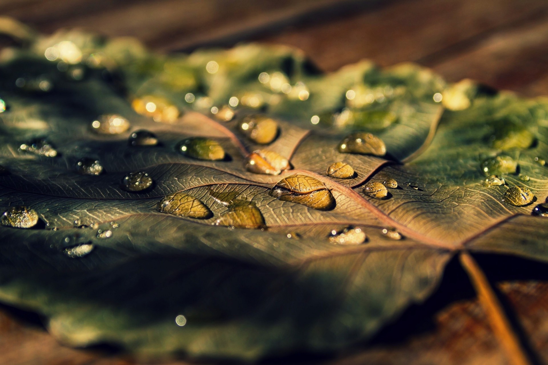 foglia goccia acqua macro rugiada lasciare