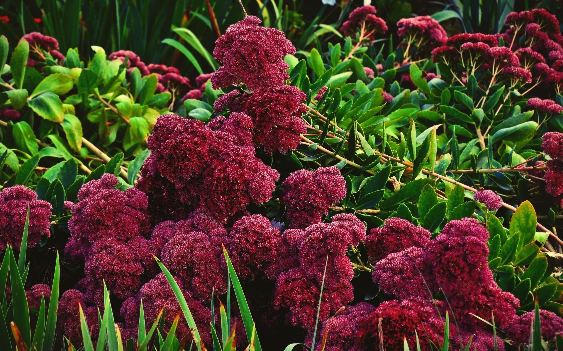 busch blatt grün blumen hell laub