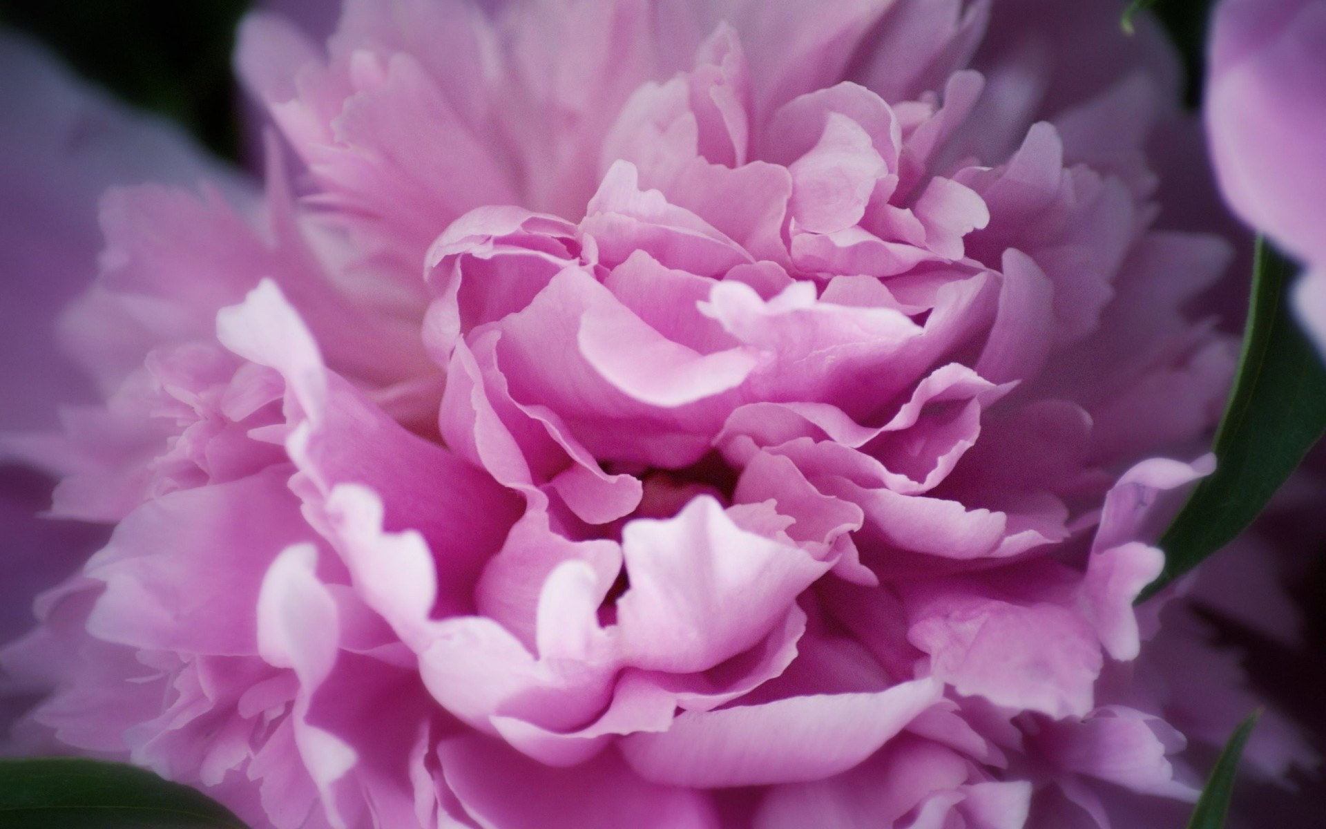 pivoine feuille fleurs rose feuillage