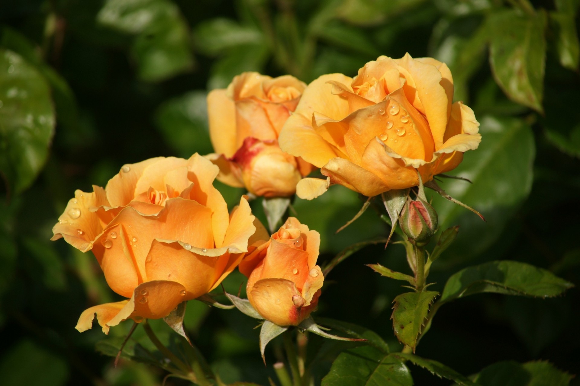 makro fällt knospen rosen