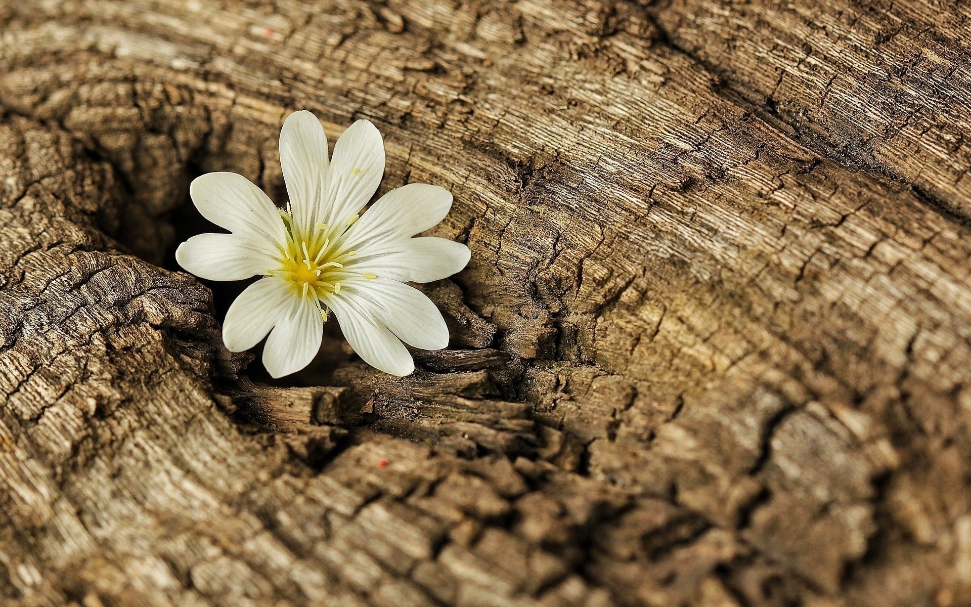 fleur arbre écorce fleurs fond d écran fond