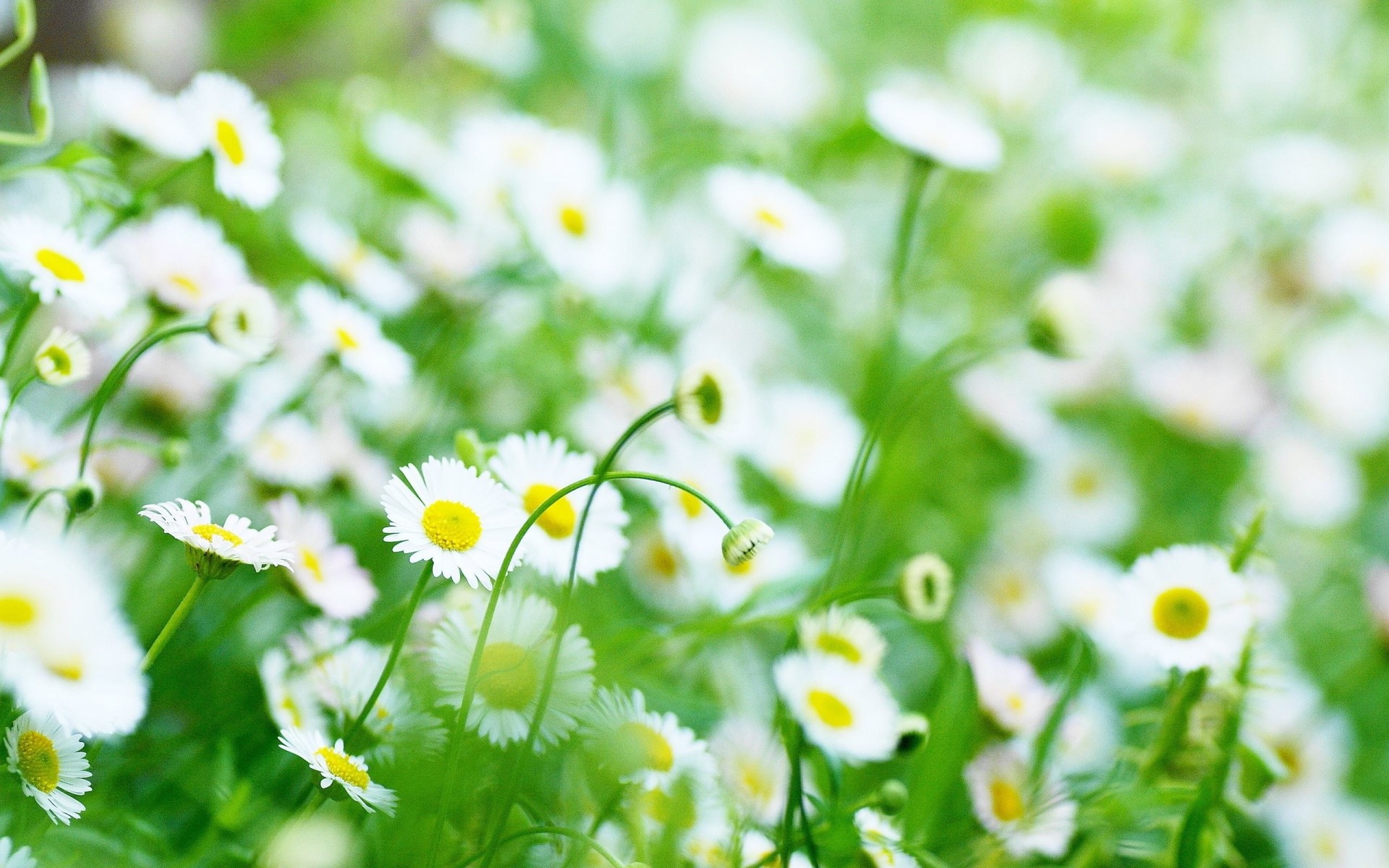 kamille gänseblümchen blumen