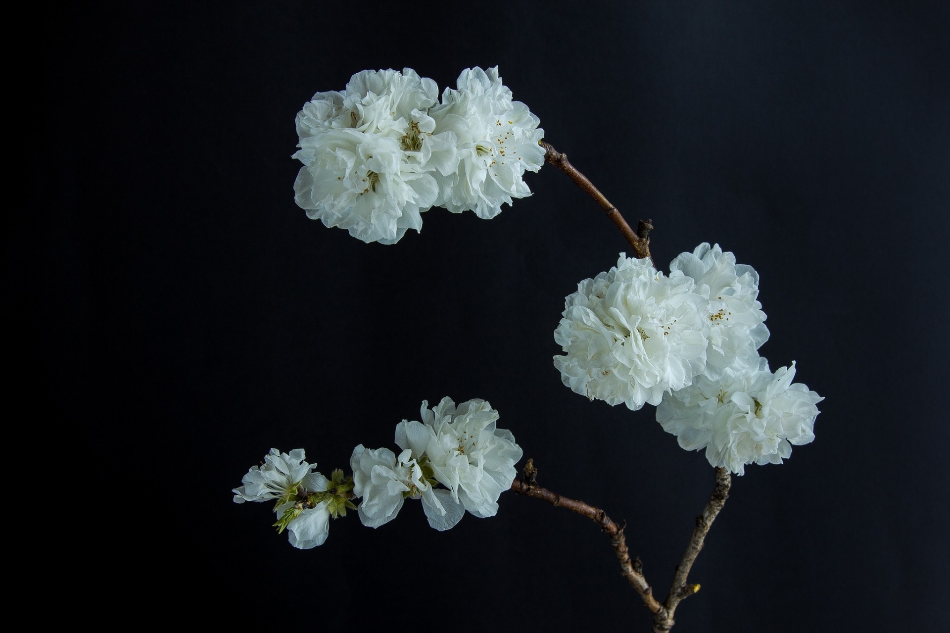 sfondo nero bianco fioritura fiori ramo