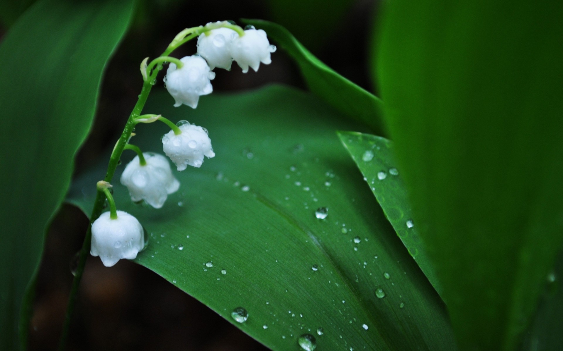 blatt fällt maiglöckchen blumen maiglöckchen grüns tau