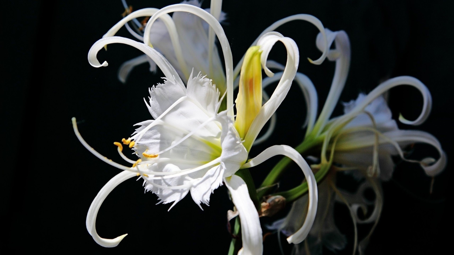 fiore solo bello bianco