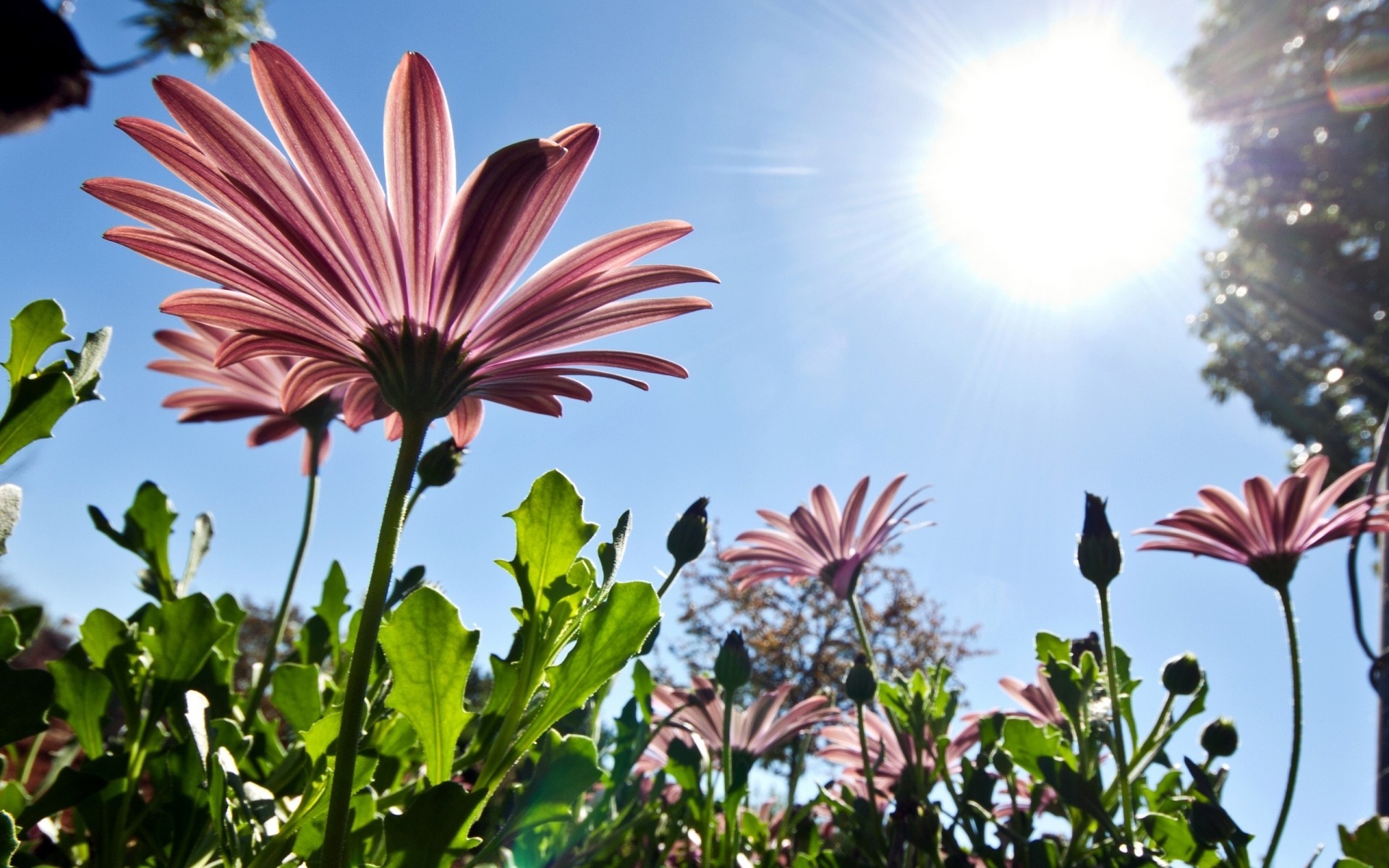 soleil gros plan lumière saisons été