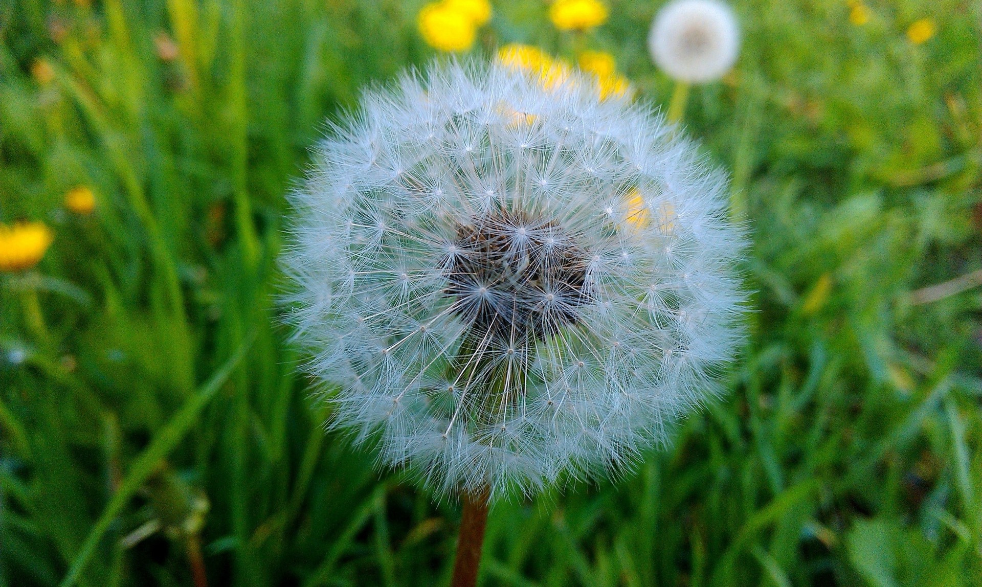 au printemps pissenlit