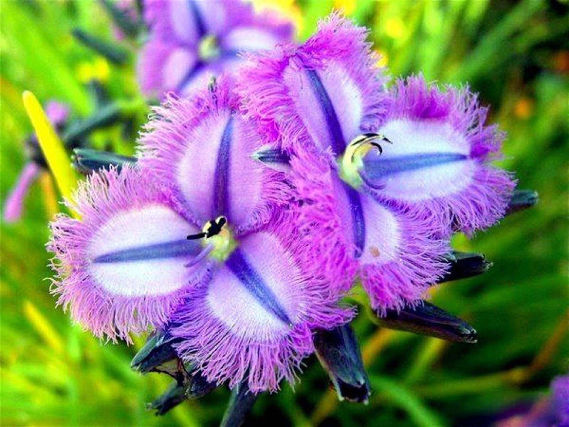 Не обыкновенная или необыкновенная. Thysanotus multiflorus. Экзот лиловый. Растения экзоты. Необычные цветы.