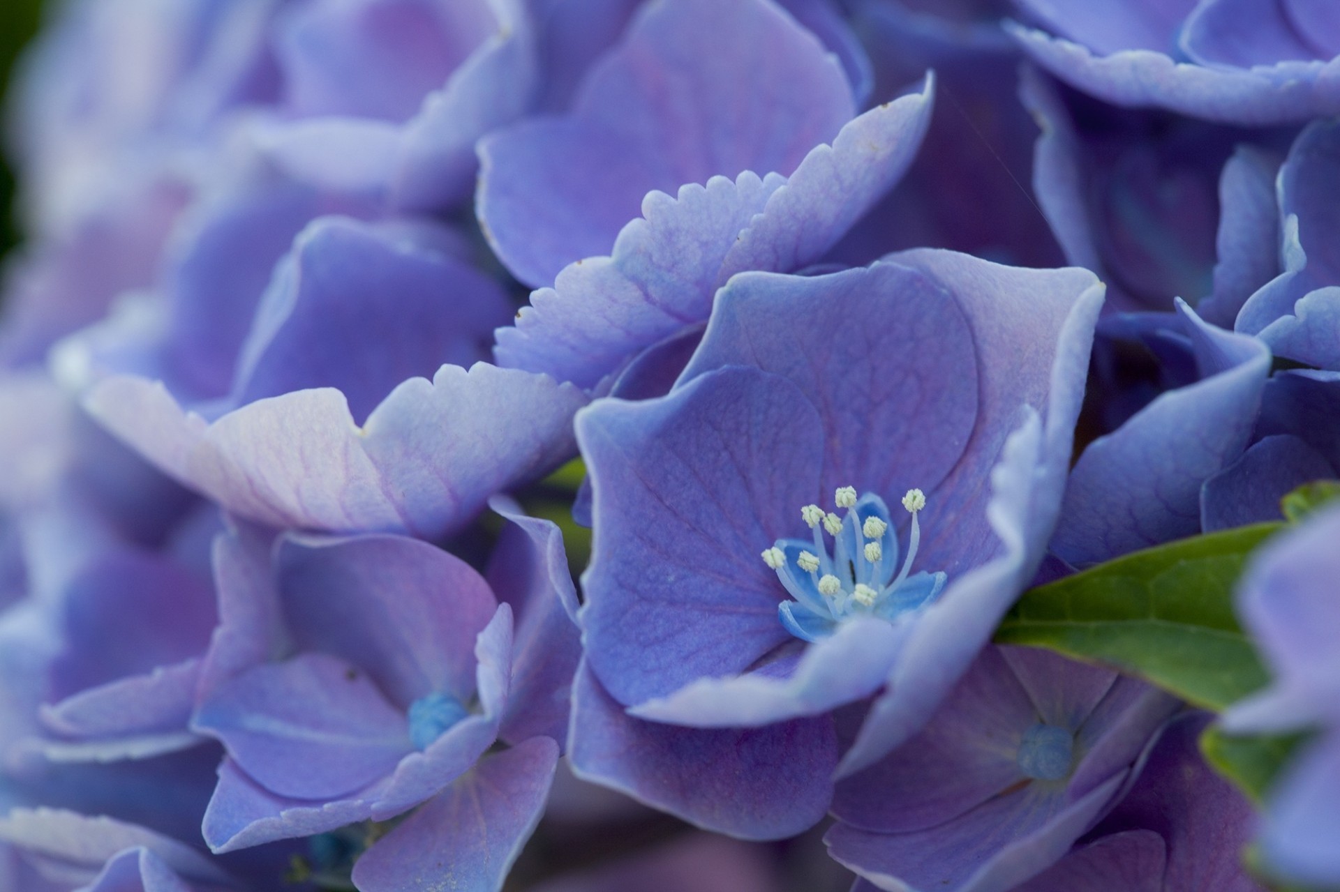 staubblätter blau blumen blütenblätter