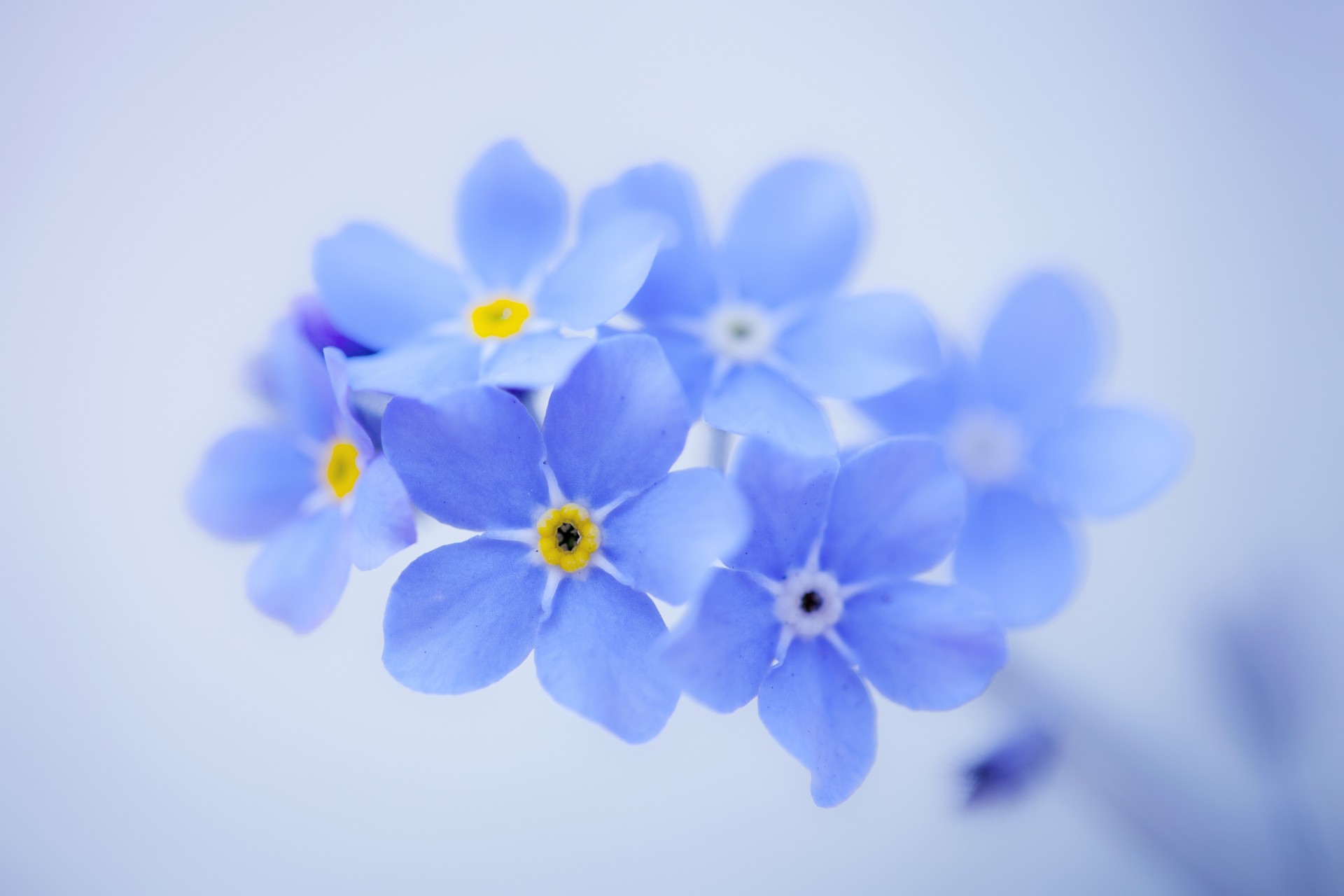 nomeolvides fondo azul flores pétalos