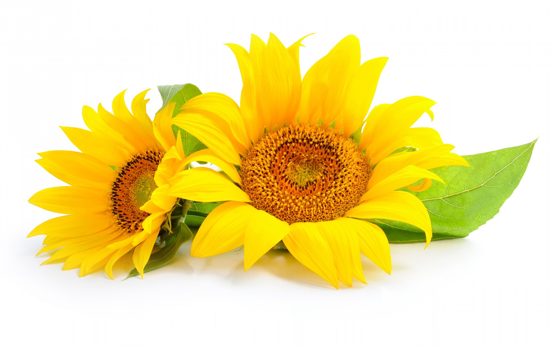 heet sunflowers flower