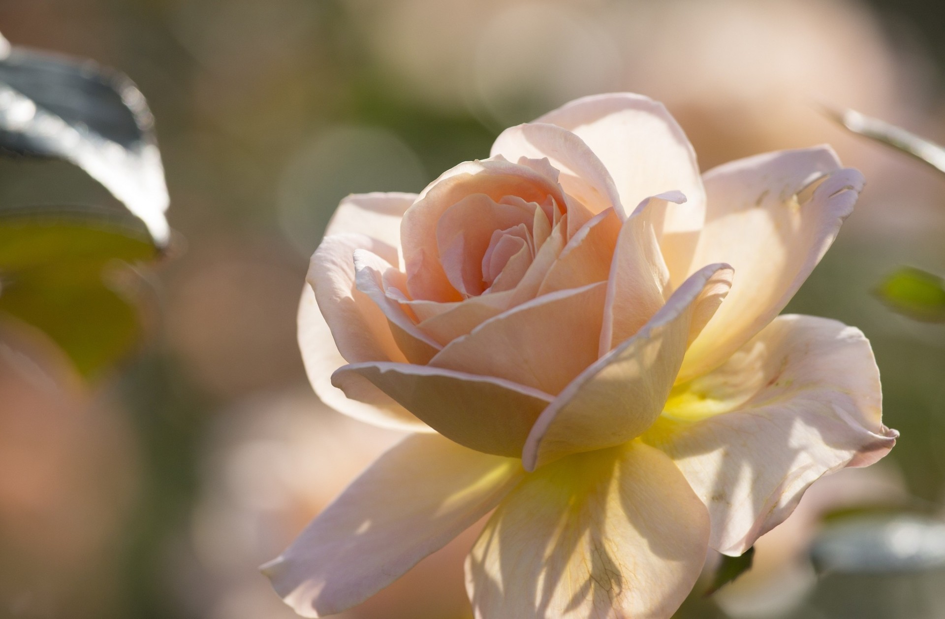 close up rose petal