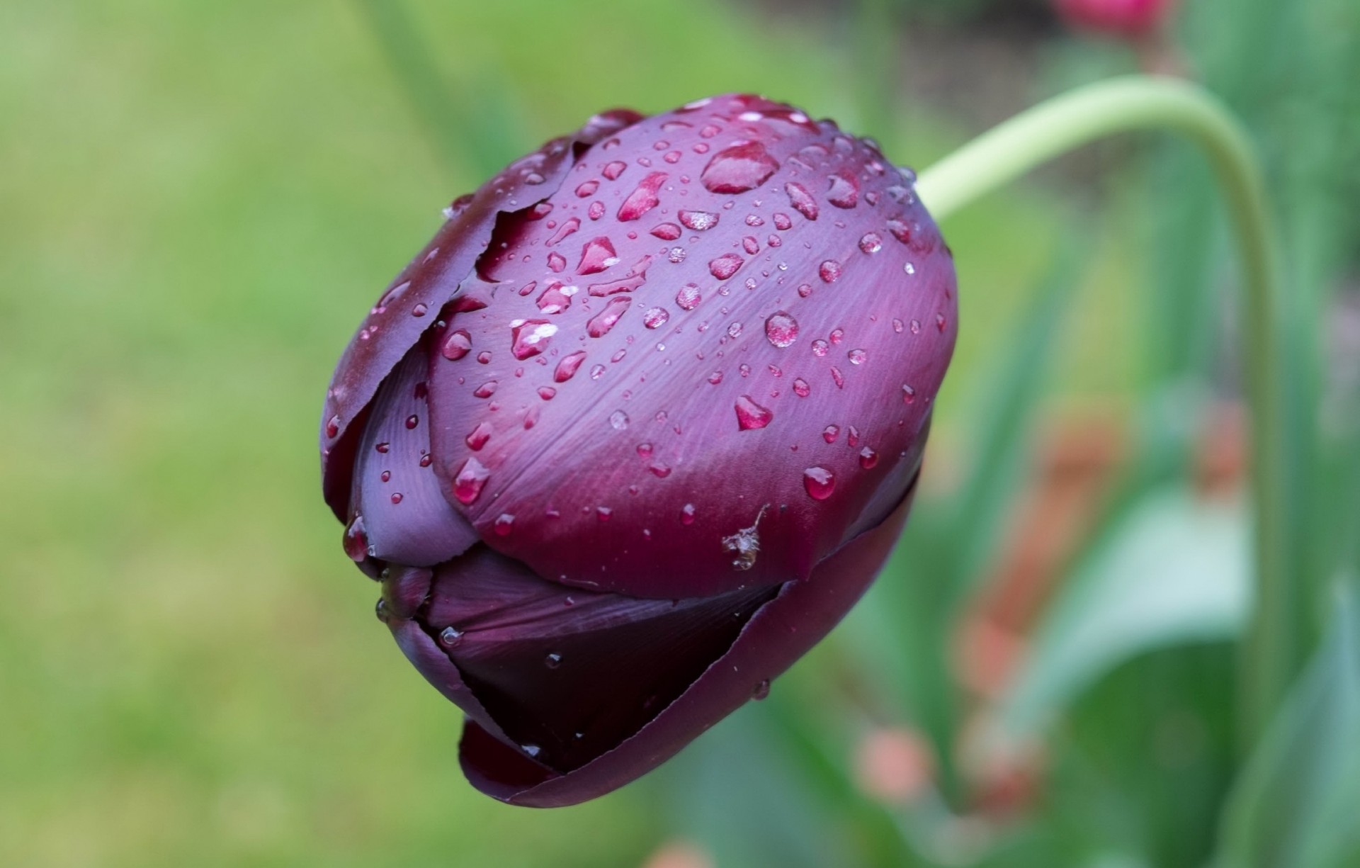 close up tulip fall