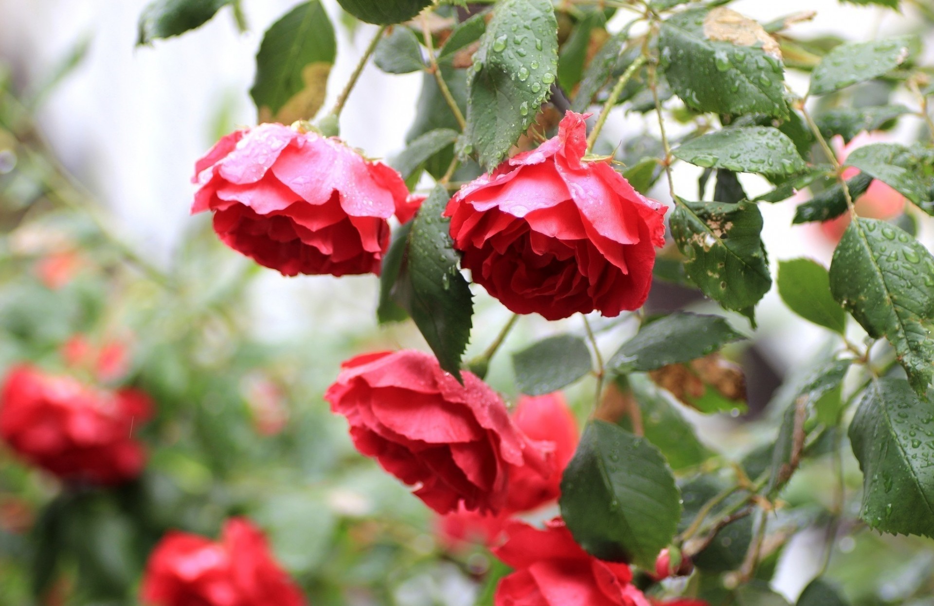 buisson fleurs roses