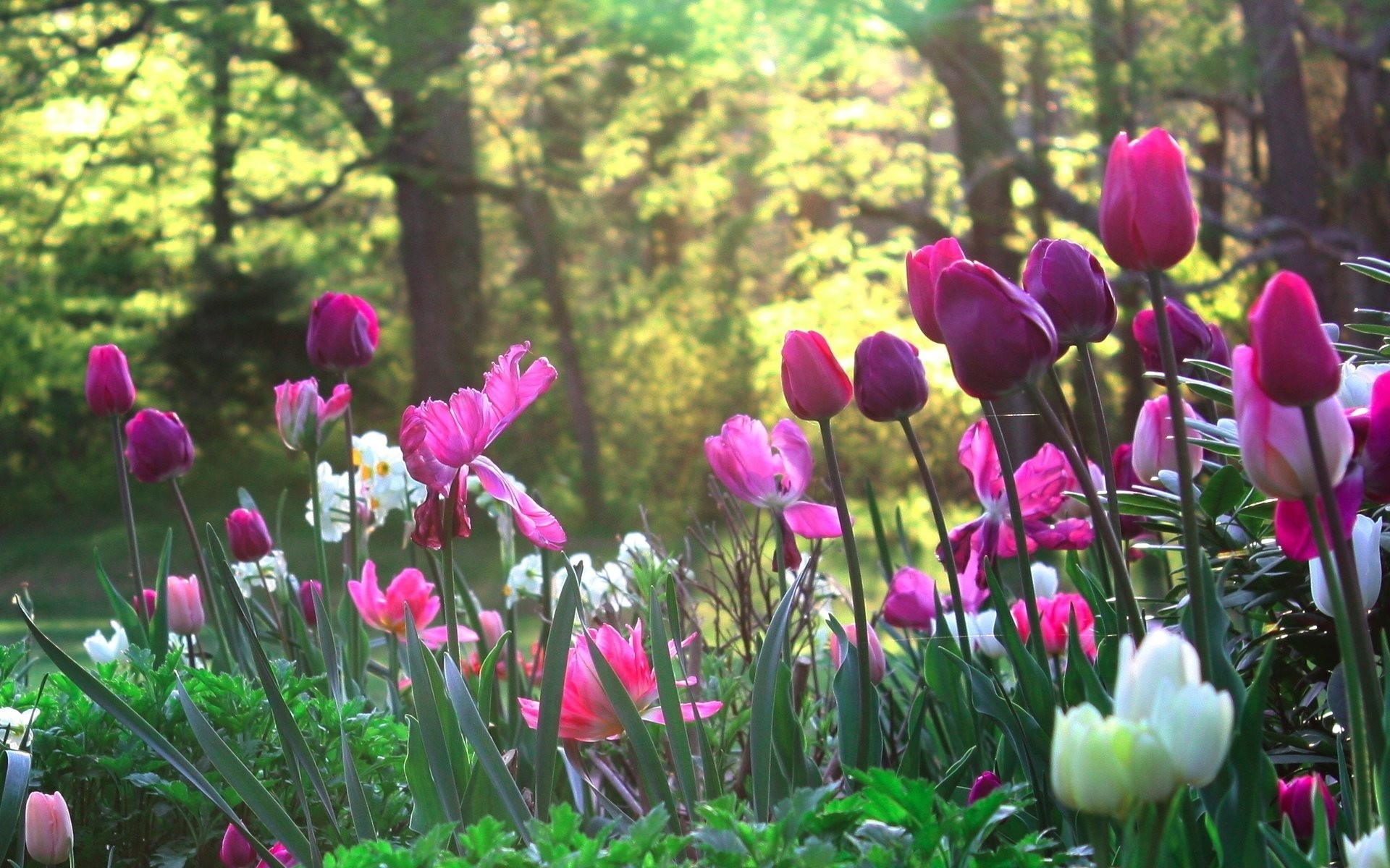 fleurs parc personnes tulipes