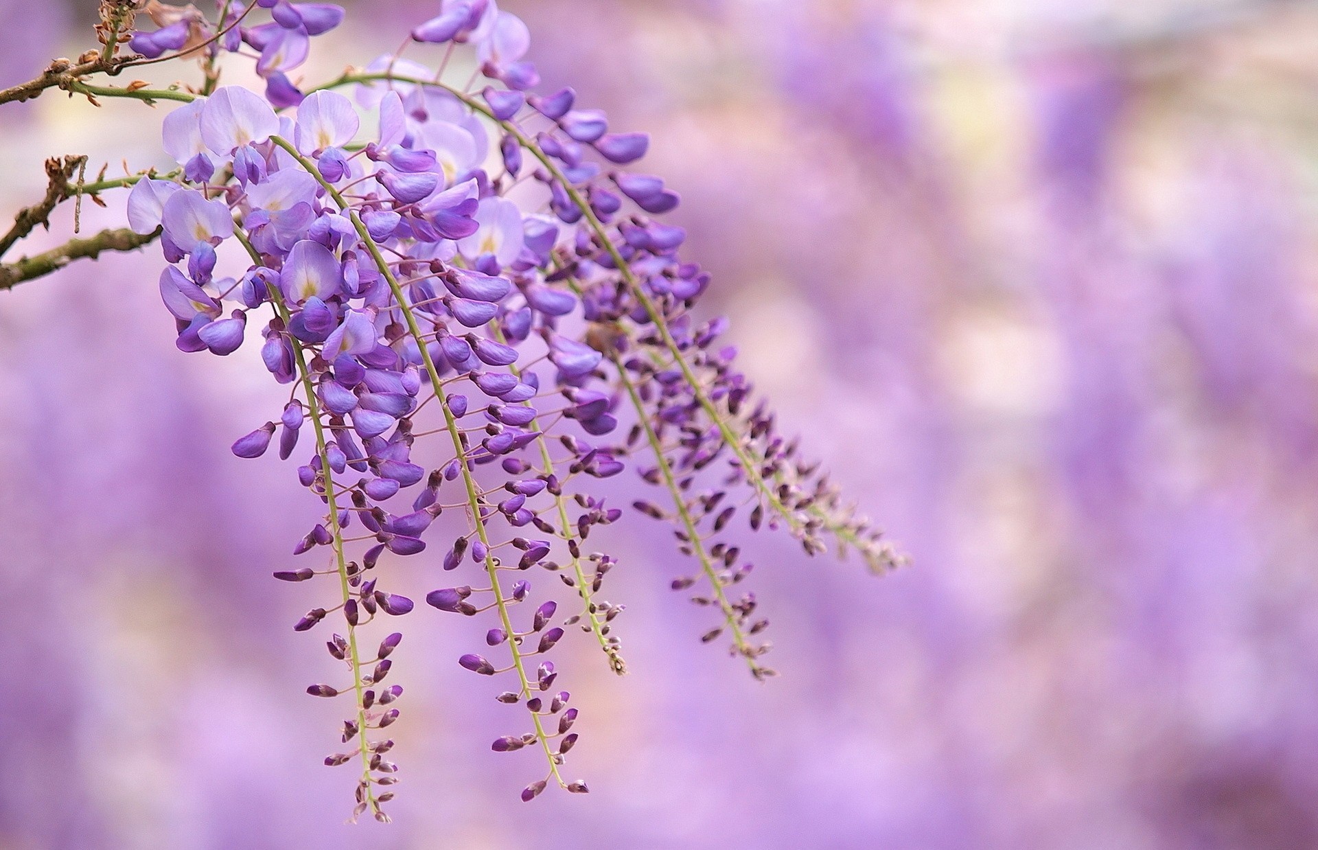 purple glycine flower branch