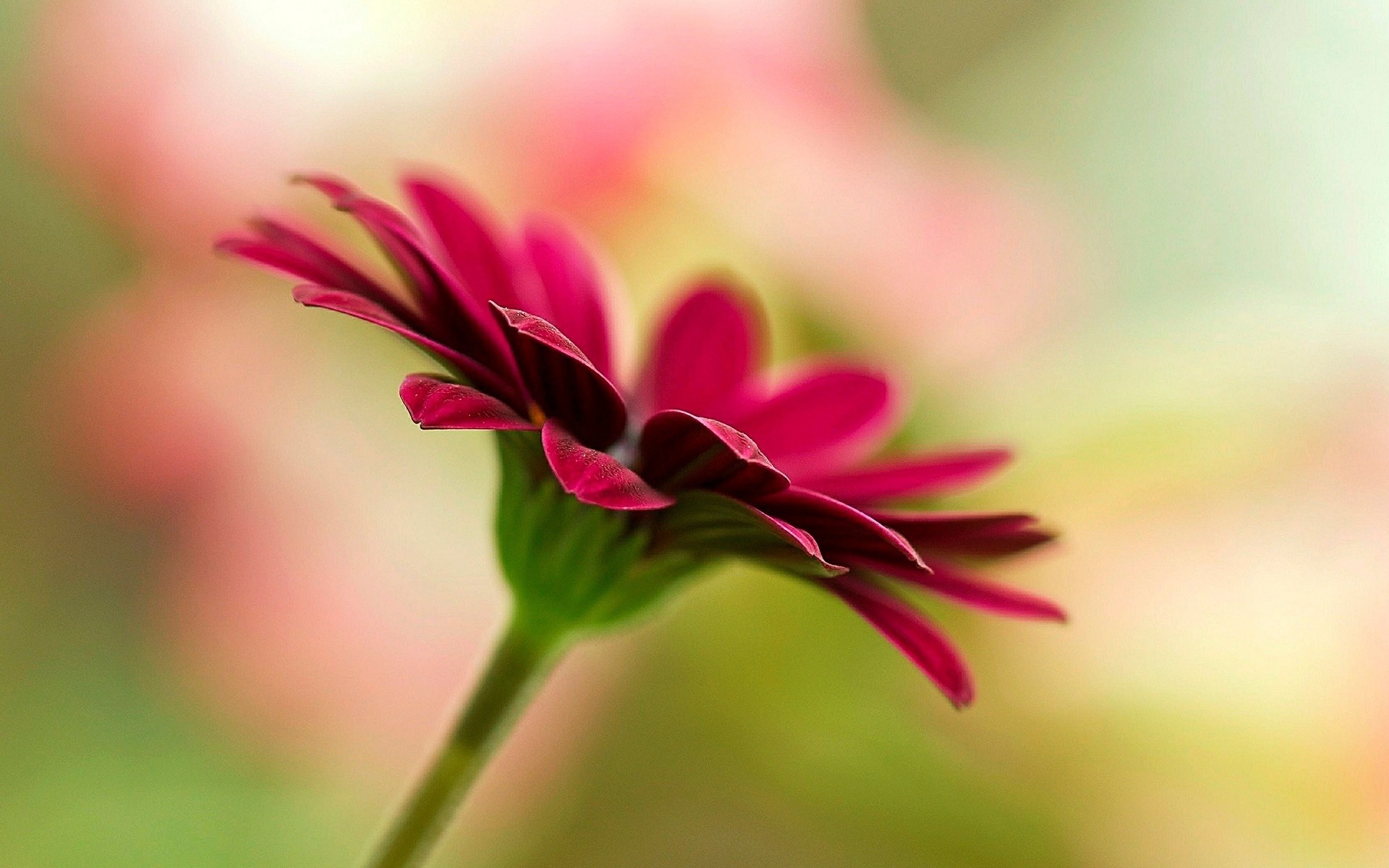 blume hintergrund blumen tapete rosa unschärfe