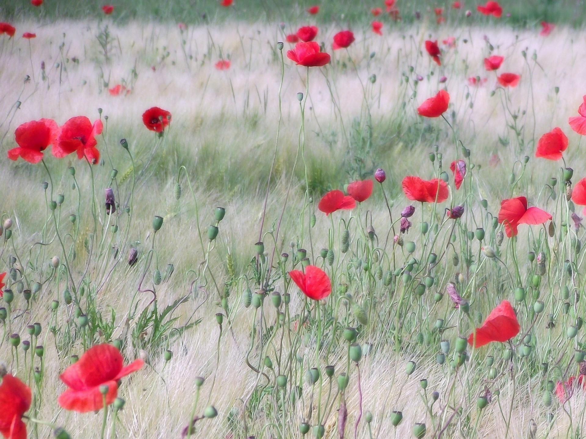 the field poppies red