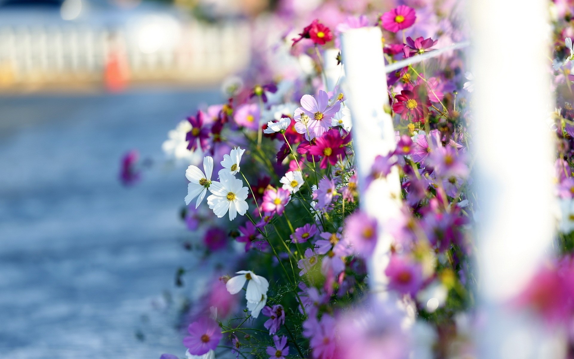 espace paysage mer de fleurs