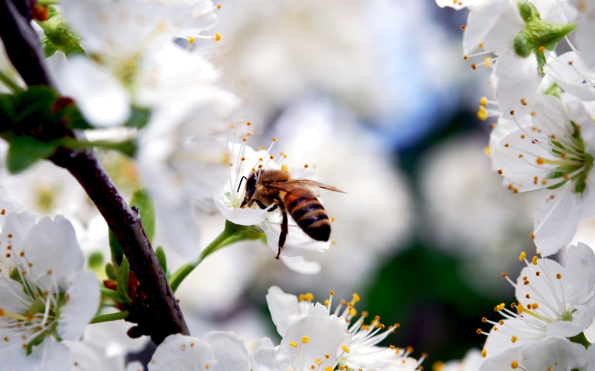 blanc abeille nature fleurs sakura floraison beauté branche printemps pétales