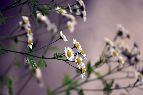 Marguerites blanches avec tiges vertes