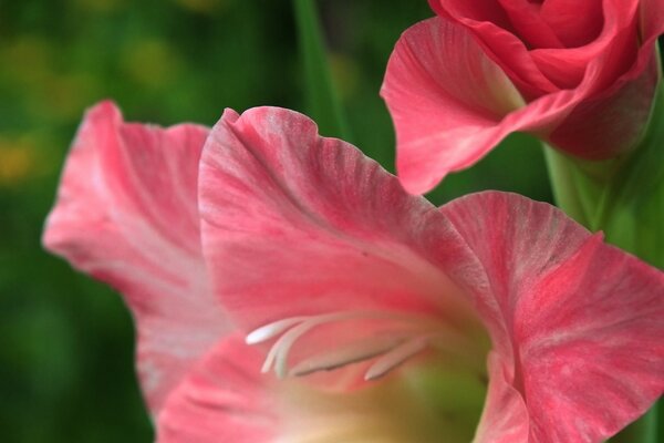 Blühender rosa Gladiolus auf grünem Hintergrund