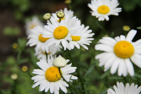 Marguerites classiques sur fond flou