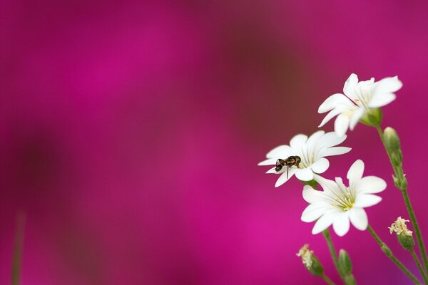 Biene auf einer weißen Blume