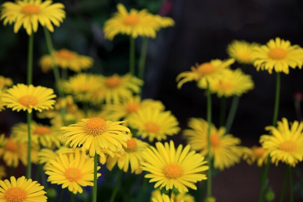 Yellow flowers in the grass