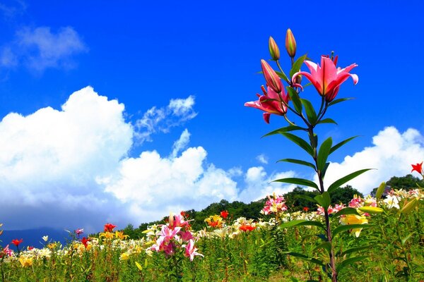 Feld der Sommerblumen auf Himmelshintergrund