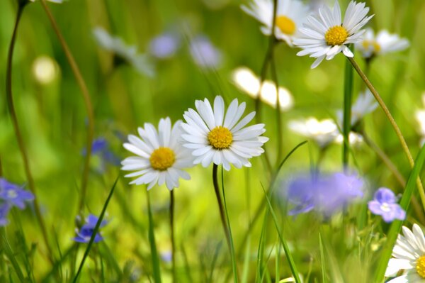 Photo of daisies on a green field