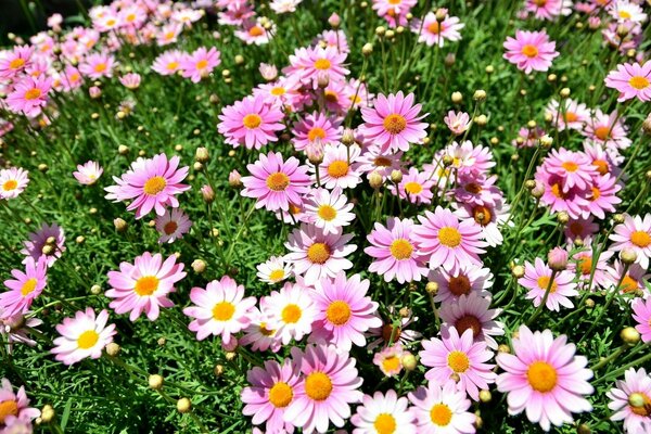 Foto di margherite rosa su sfondo verde