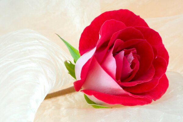 Rote Rose , Foto für Tapete