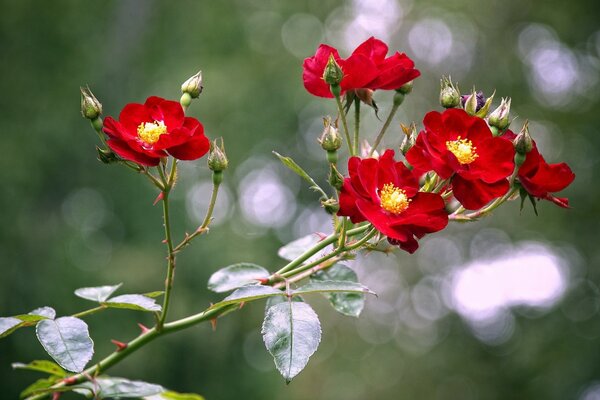 A branch with red rosebuds