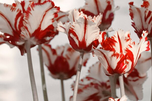 Fleurs de tulipes rouges et blanches printanières