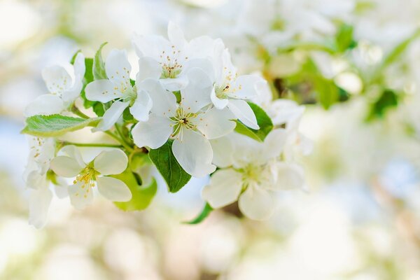 Flor blanca árbol manzana