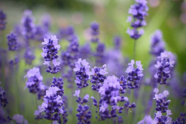 Beau lupins bleu tendre sur fond flou