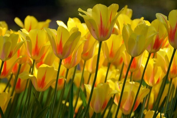 Beaucoup de beaux bourgeons jaunes brillants