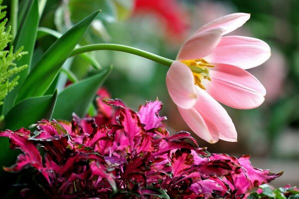 Macro shooting of a pink tulip