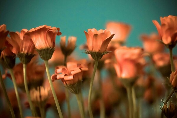 Beautiful delicate buds on long stems