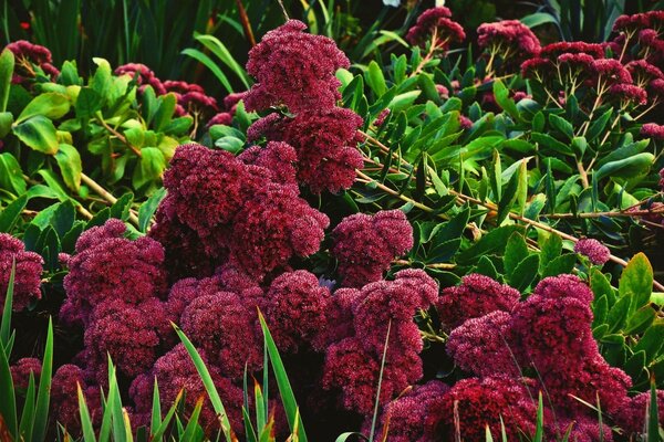 A bright bush of greenery and flowers