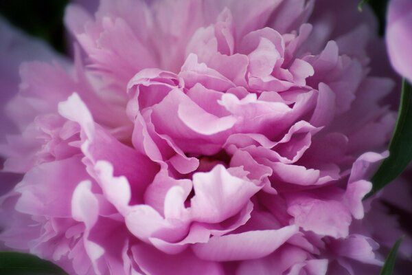 Fiore di peonia rosa in fiore