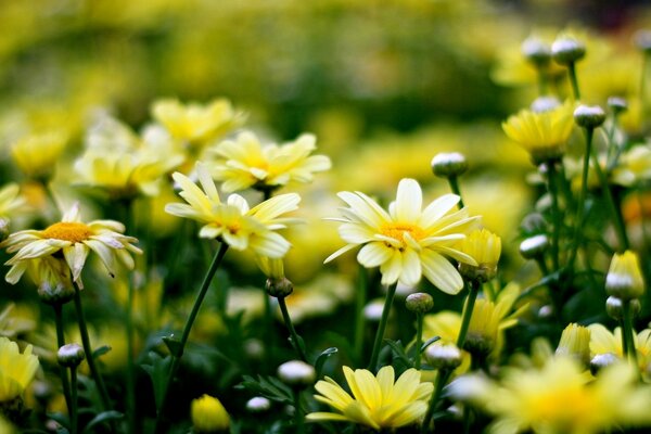 Желто-белые свежие полевые цветы