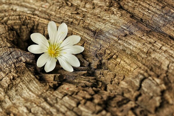Piccolo fiore bianco sulla corteccia dell albero